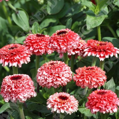 Picture of Zinnia - Zinderella Fizz